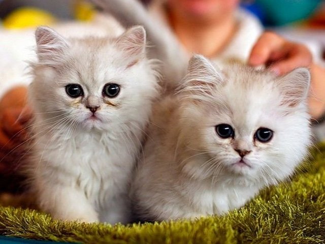 Породы кошек в Мезене | ЗооТом портал о животных