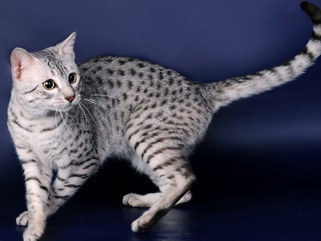 Породы кошек в Мезене | ЗооТом портал о животных