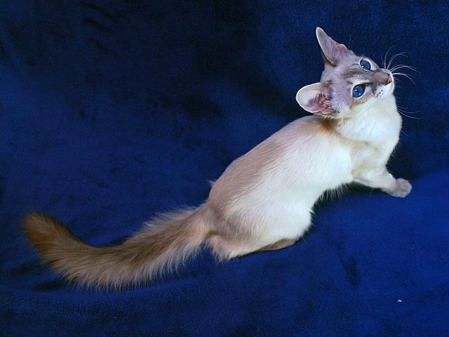 Выведенные породы кошек в Мезене | ЗооТом портал о животных