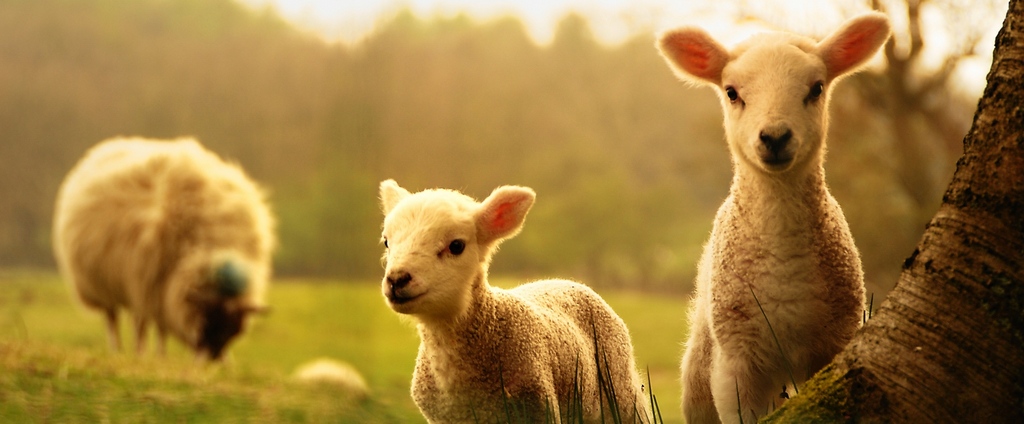 Объявления о сельскохозяйственных животных | ЗооТом - продажа, вязка и услуги для животных в Мезене