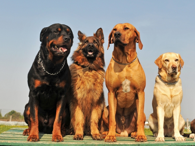 Крупные породы собак в Мезене | ЗооТом портал о животных